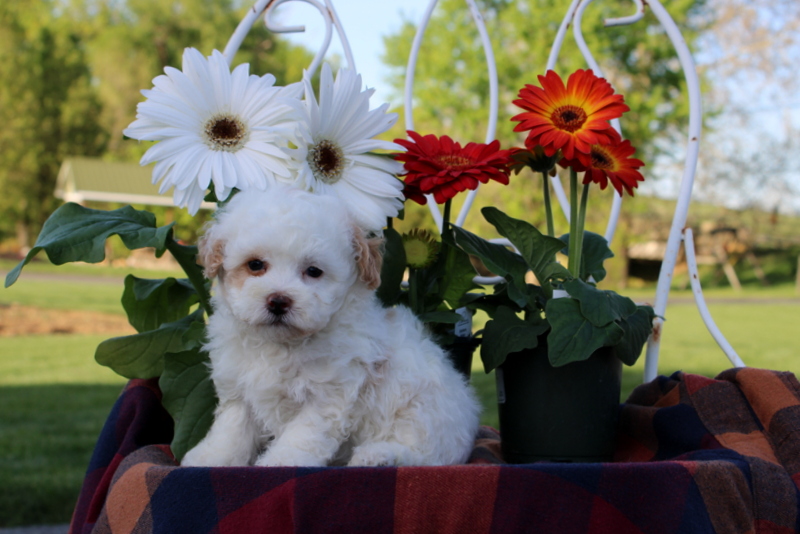 puppy, for, sale, Toy Poodle, Matthew B. Stoltzfus, dog, breeder, Gap, PA, dog-breeder, puppy-for-sale, forsale, nearby, find, puppyfind, locator, puppylocator, aca